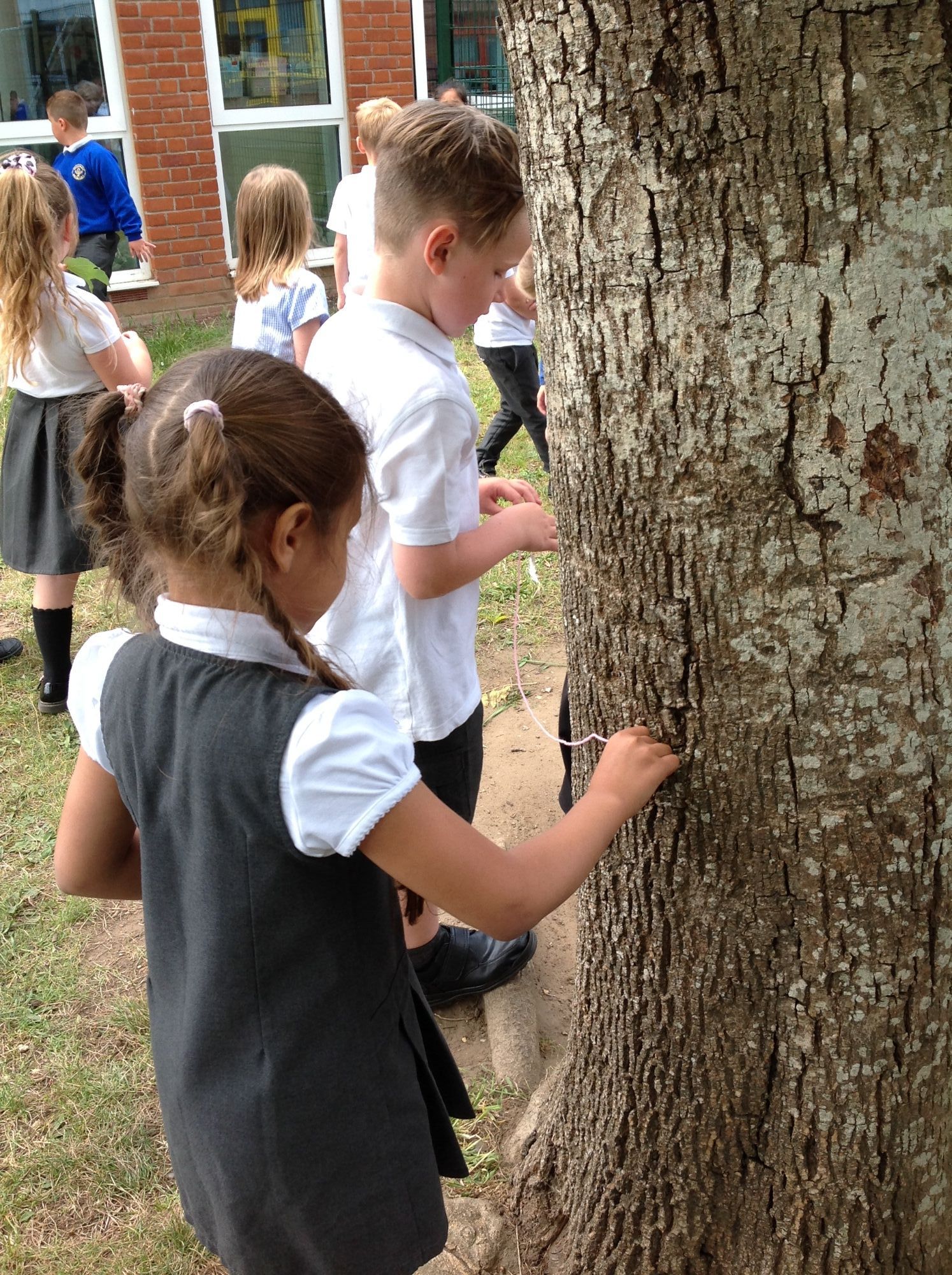 measuring trees