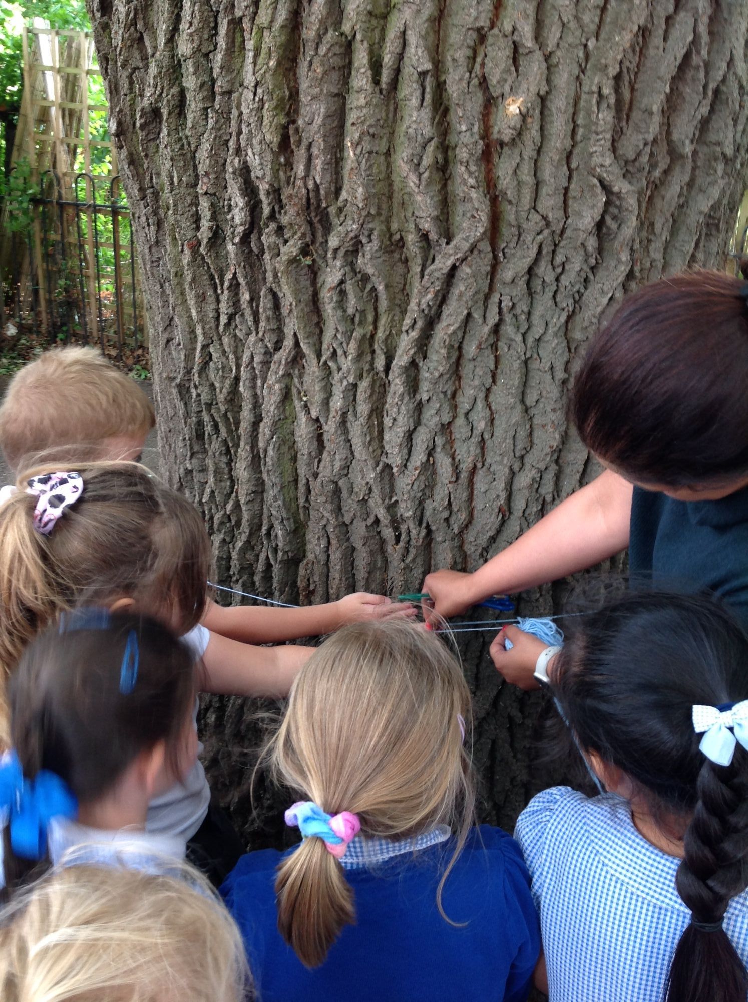 measuring trees