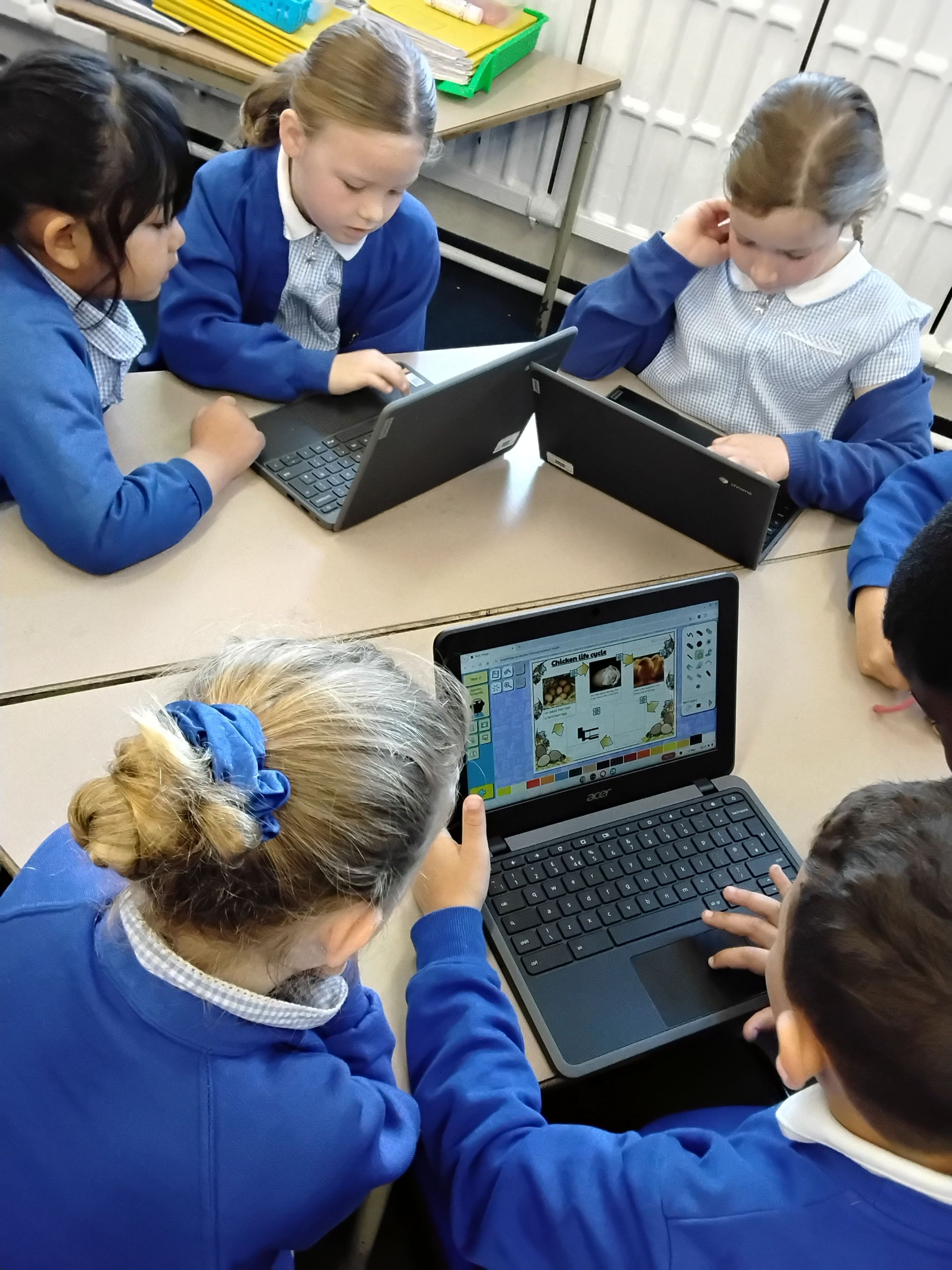 Creating the chicken life cycle on a chromebook
