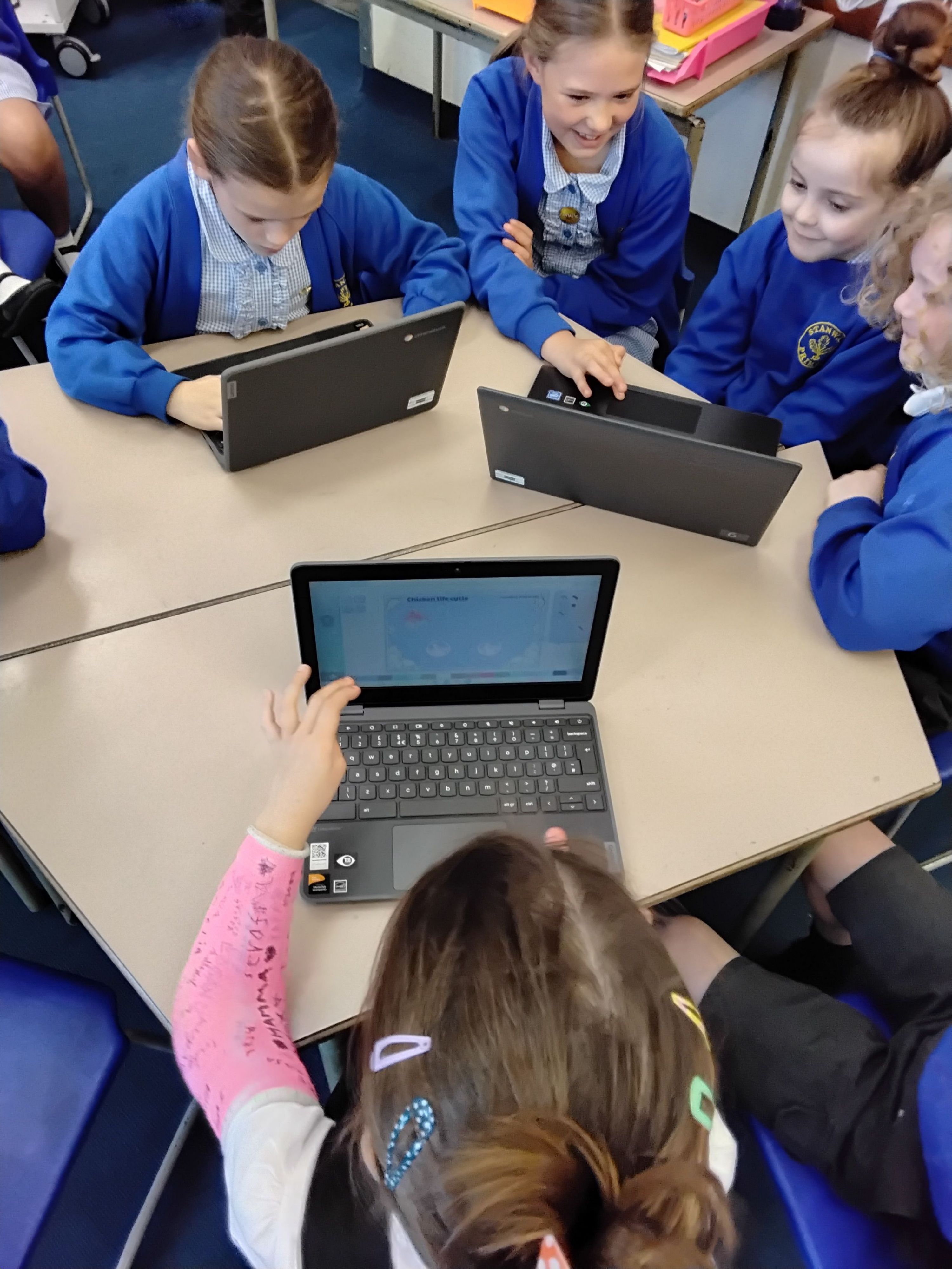 Creating the chicken life cycle on a chromebook