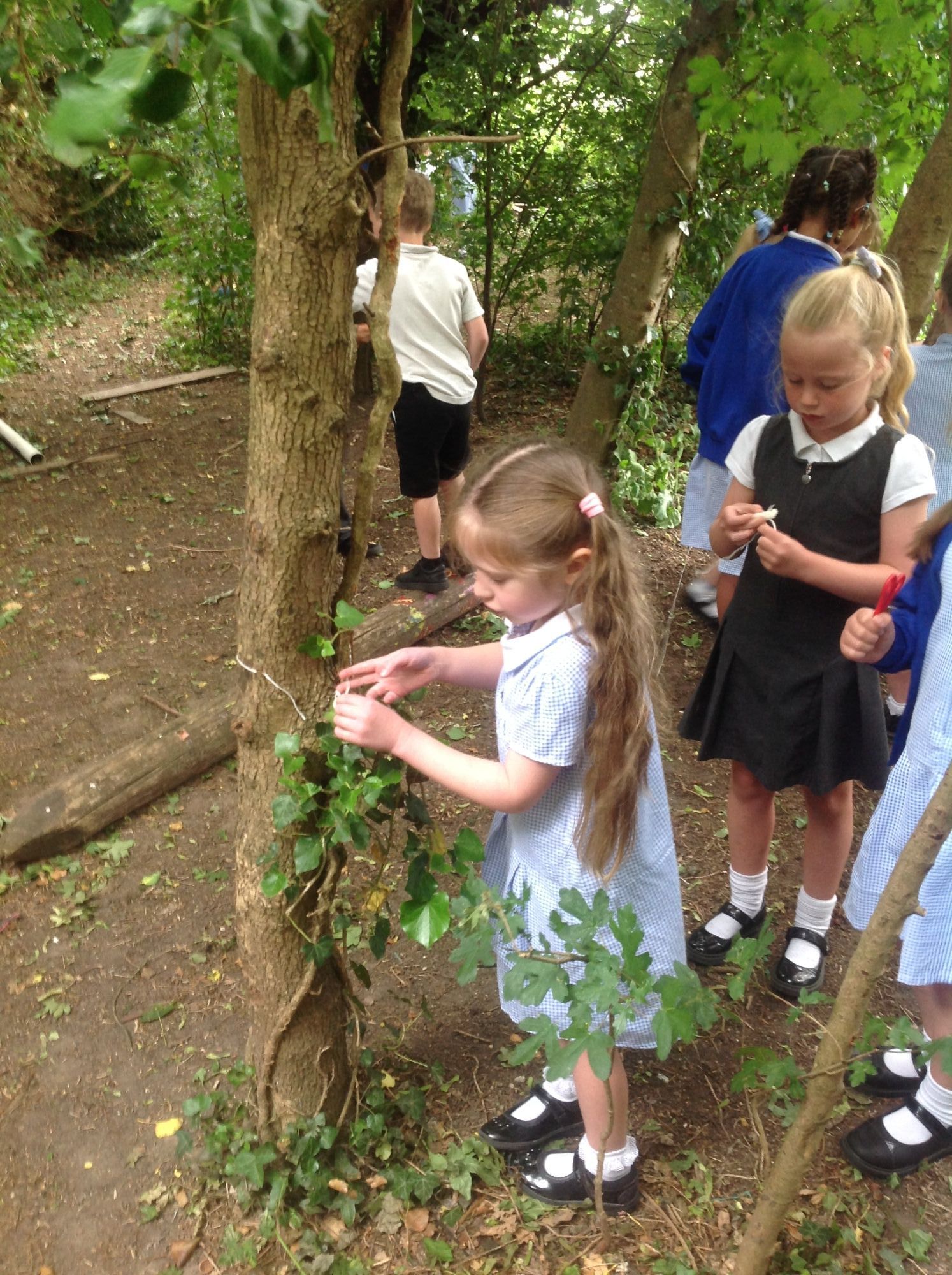 measuring trees