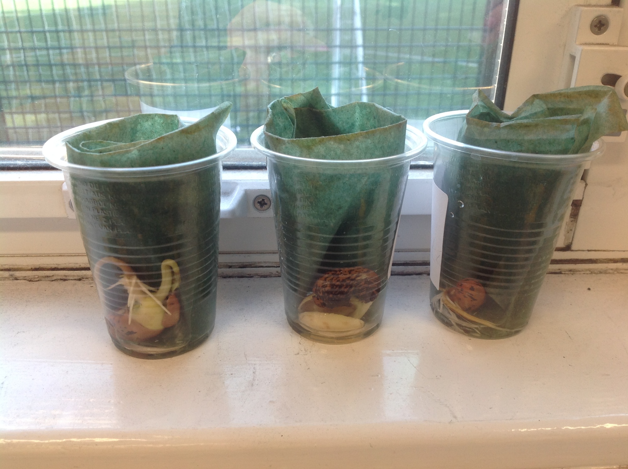 beans showing growth