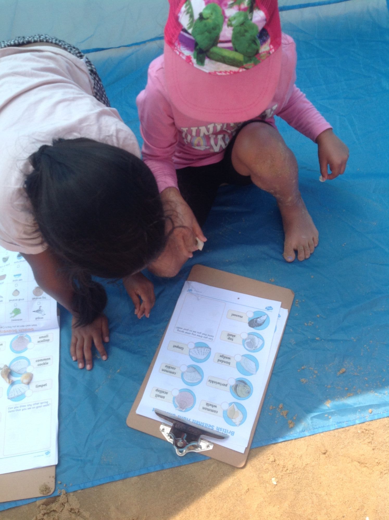 Identifying shells on a beach