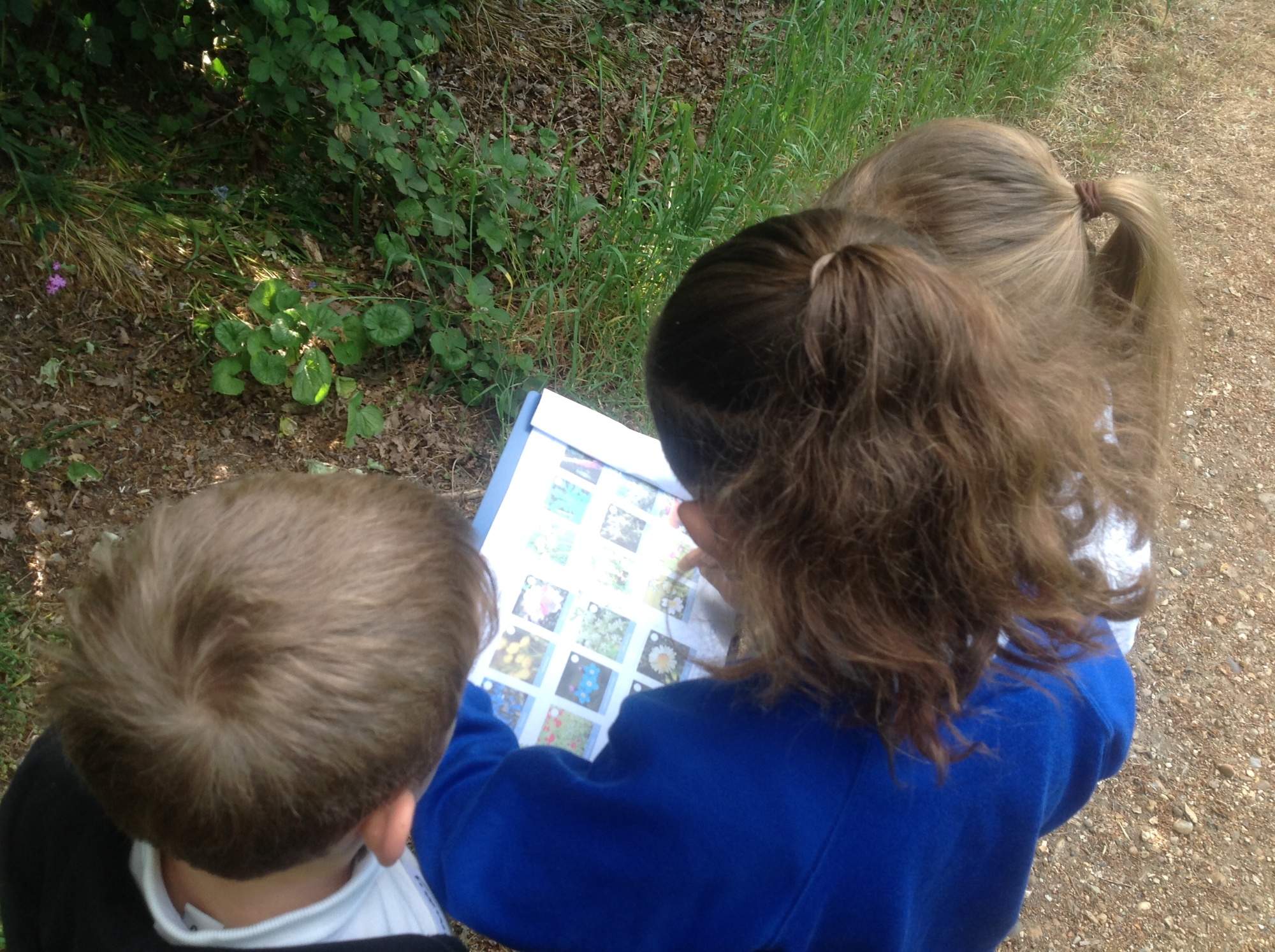 Children looking for trees